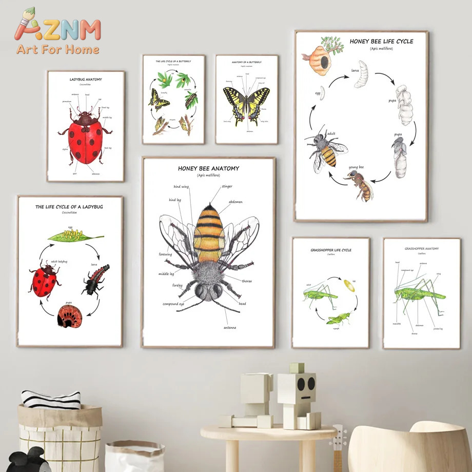 Kids Education Yes - Cartoon Insect Bee Butterfly Ladybug Nursery