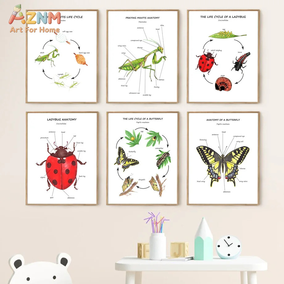 Cartoon Insect Bee Butterfly L - Kids Education Yes บทวิจารณ์และราคา